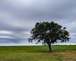 Lone Tree