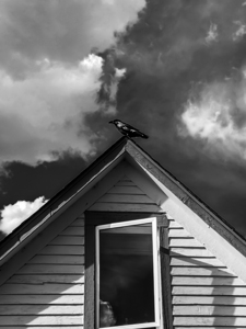 Black Bird on roof