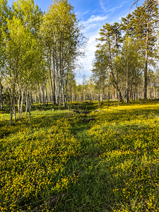 Colorado Forest