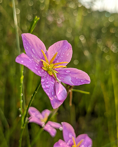 Pink Flowers