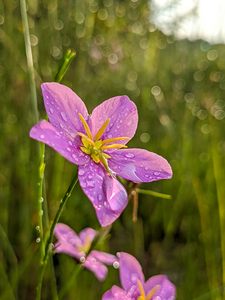 Pink Flower
