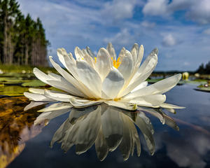 Water Lily