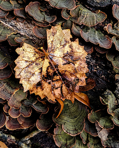 Leaf Fungus
