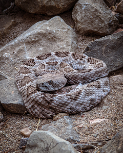 Rattle Snake