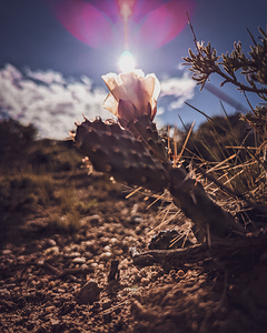 Lens Flare Cactus