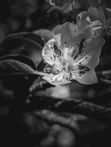 Flower Black and White