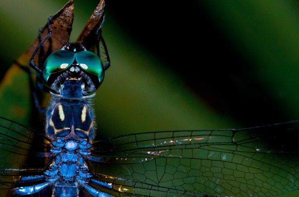 Blue Dragonfly Print