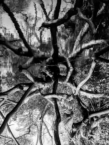 Black and White Reflection Print