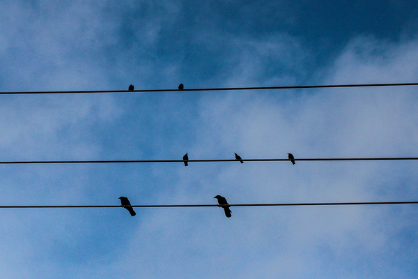 Birds on a wire Print