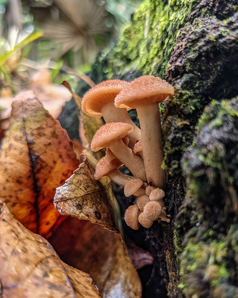 Orange Mushrooms Print