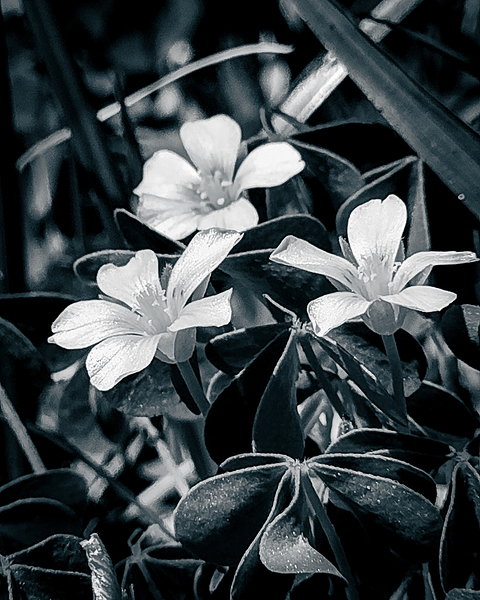 Black and White Flowers Print