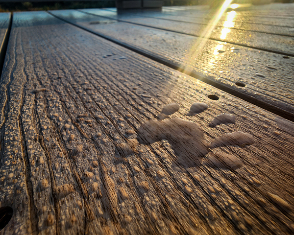 Racoon Paw in Dew Print