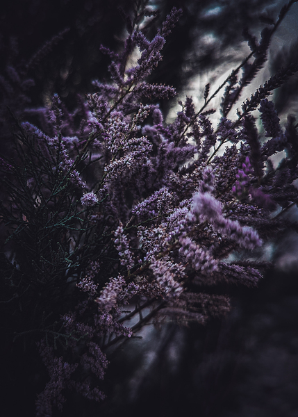 Purple Flowers Print