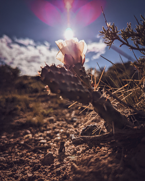 Lens Flare Cactus Print