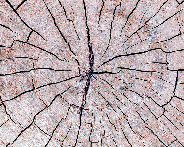 Tree Fingerprint Print