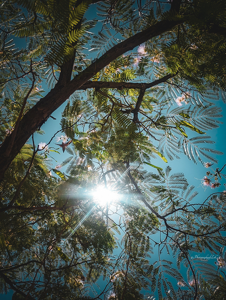 Mimosa in the sky Print