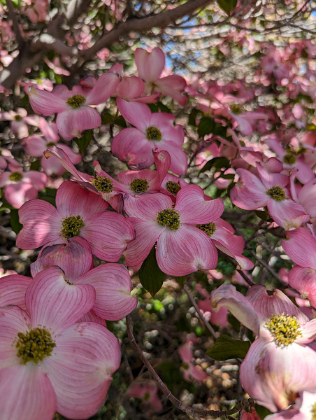 Apple Blossoms Print