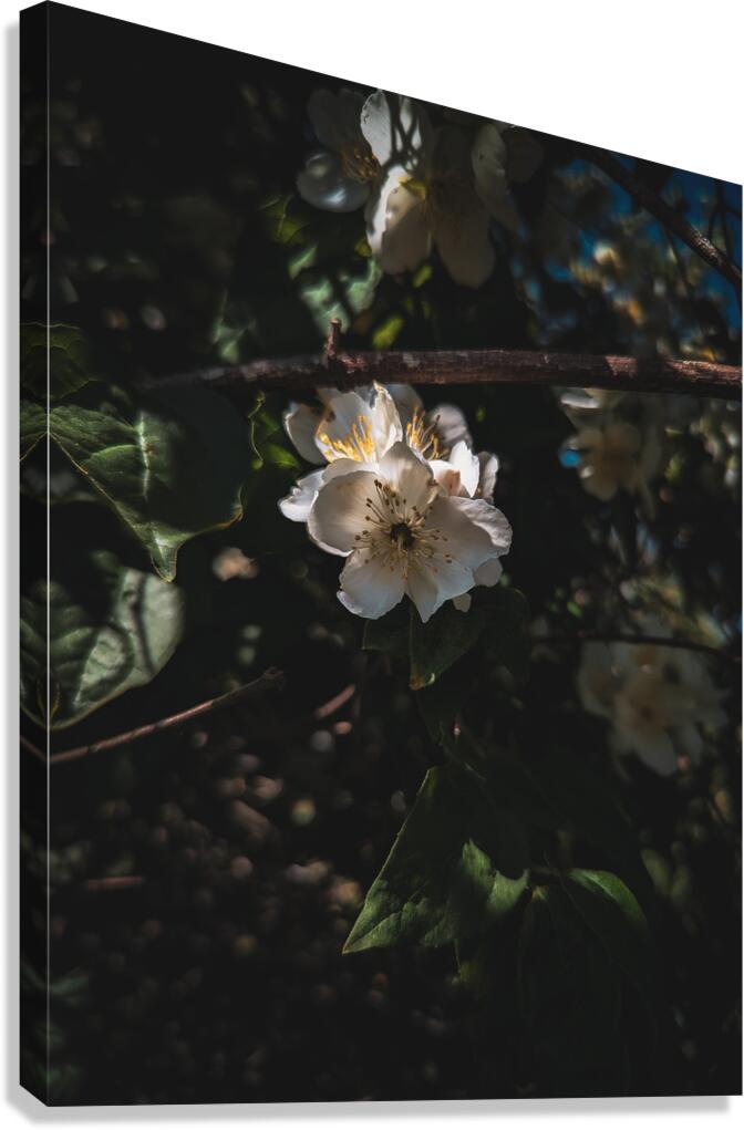 Mock Orange Canvas Print