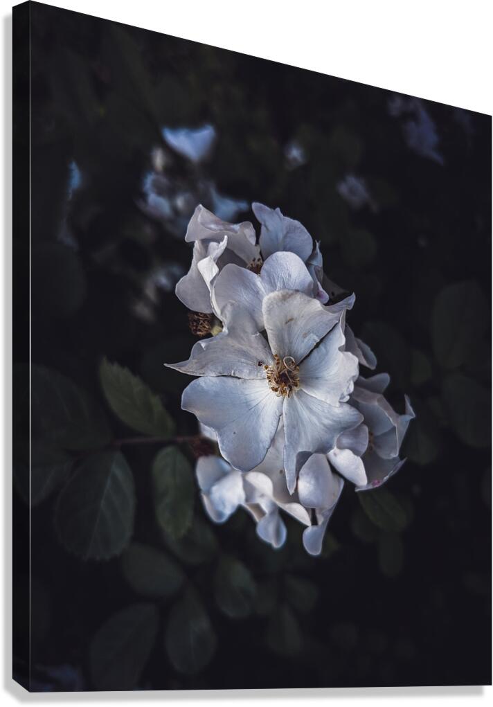 Flowers Canvas Print