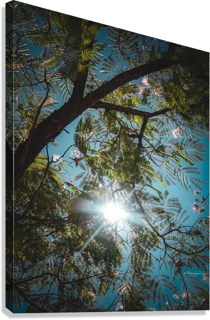 Mimosa in the sky Canvas Print