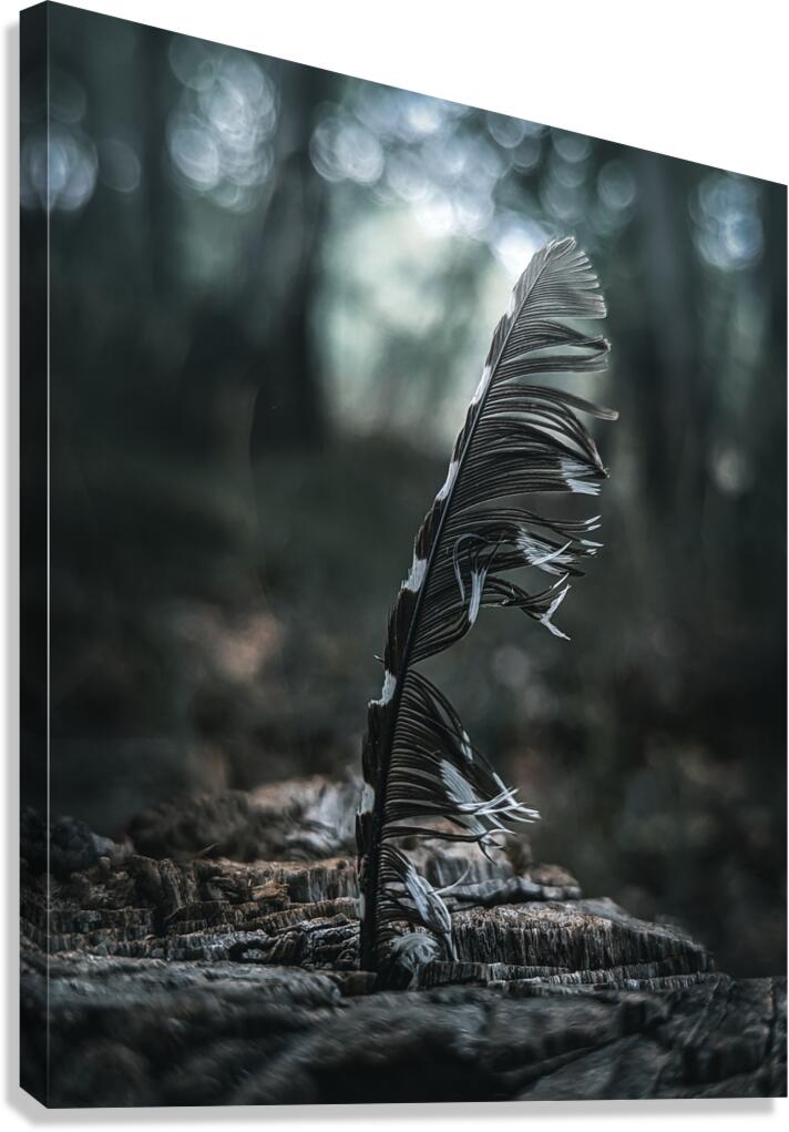 Feather Canvas Print