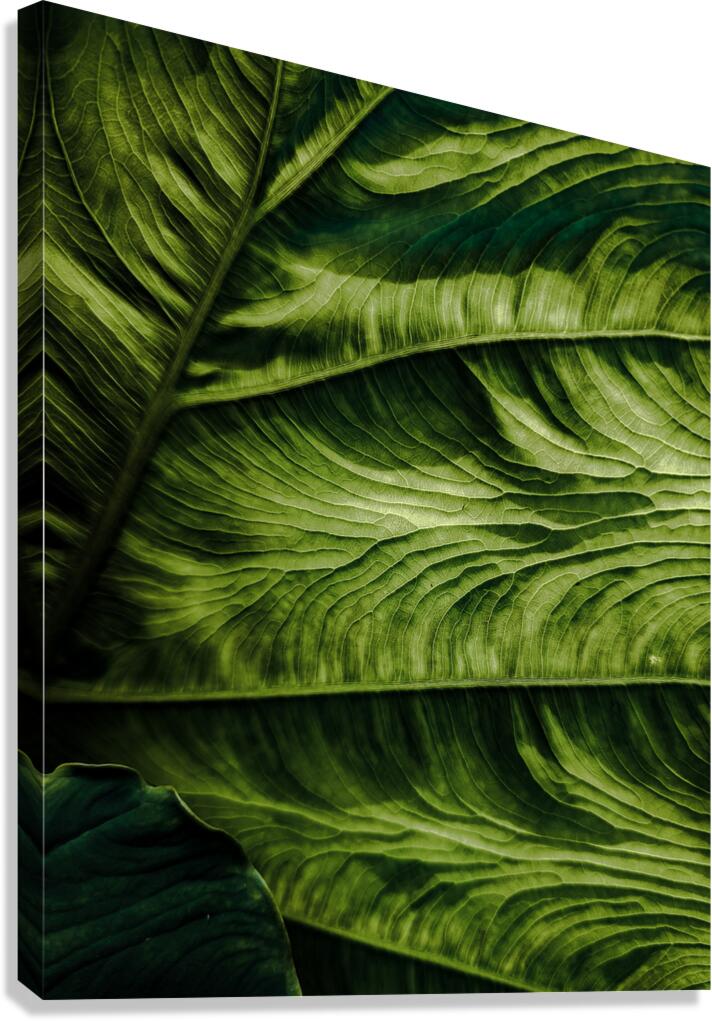 Leaf Canvas Print
