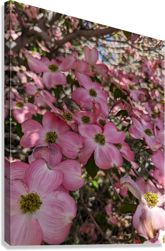 Apple Blossoms Canvas Print