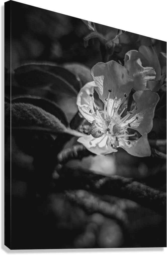 Flower Black and White Canvas Print