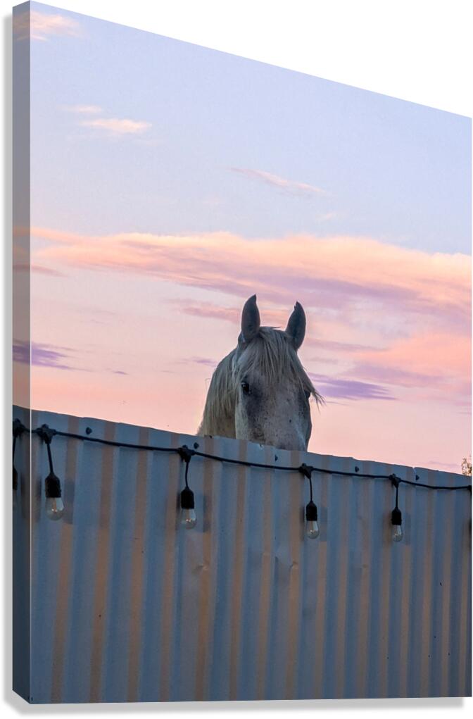 Peekaboo Horse Canvas Print