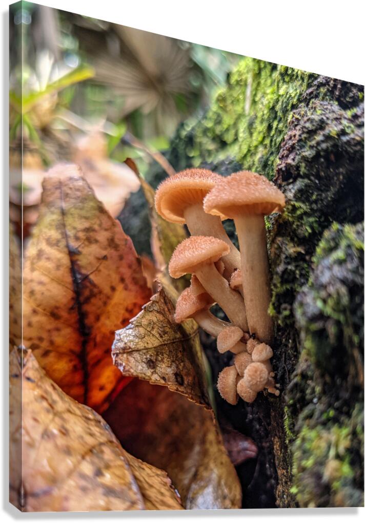 Orange Mushrooms Canvas Print
