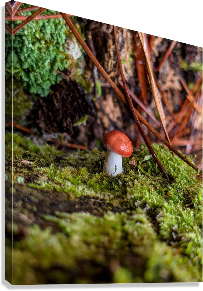 Tiny Mushroom Canvas Print