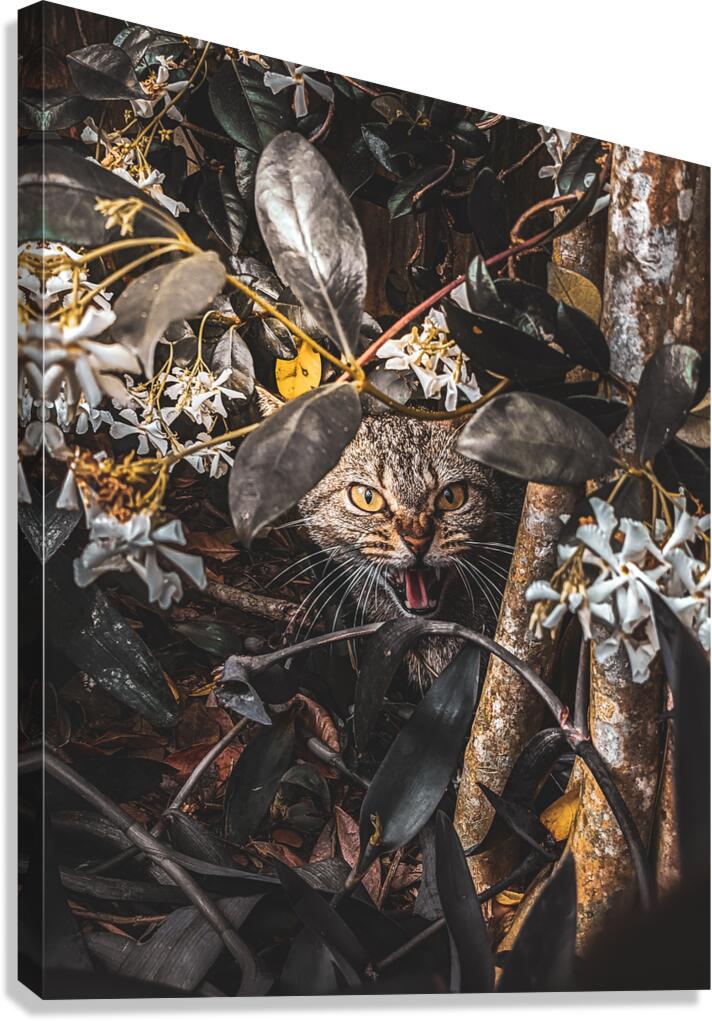 Momma Cat Canvas Print