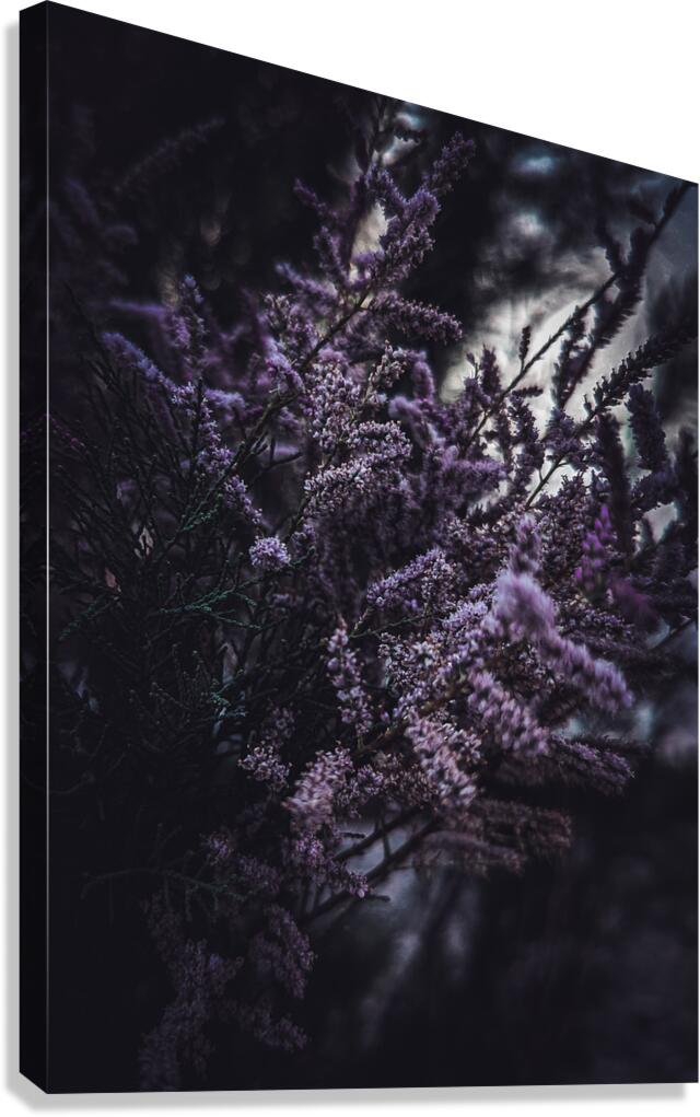 Purple Flowers Canvas Print