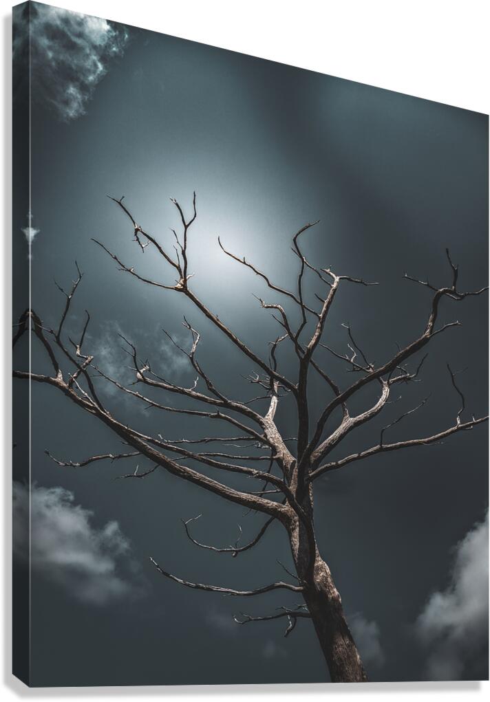 Dead Tree Canvas Print