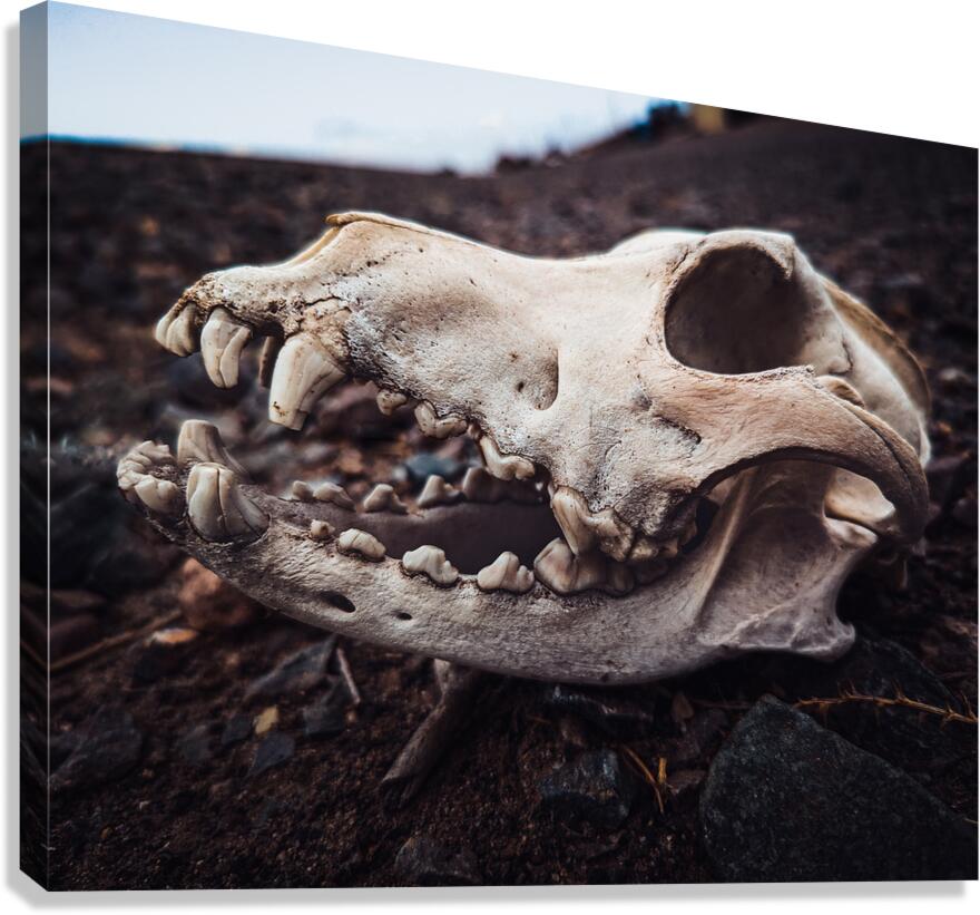 Skull Canvas Print