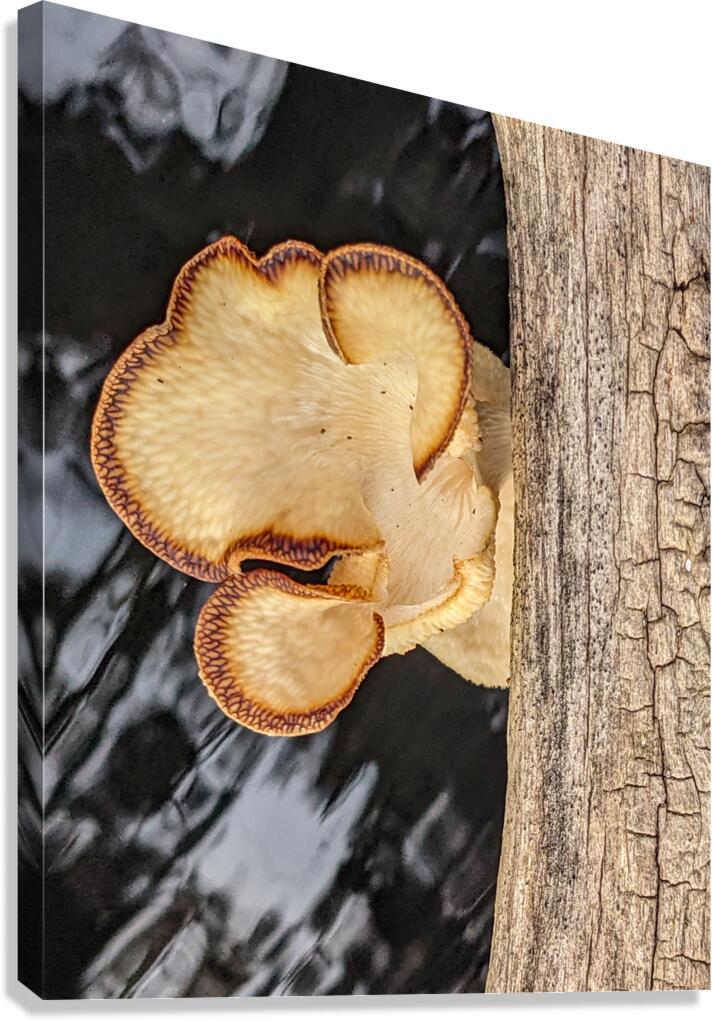 Water Mushroom Canvas Print