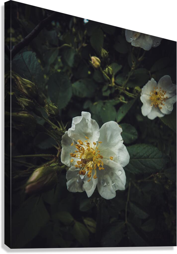 Flower Canvas Print