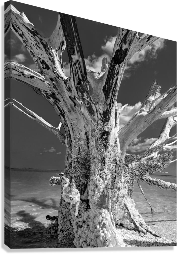 Driftwood Canvas Print