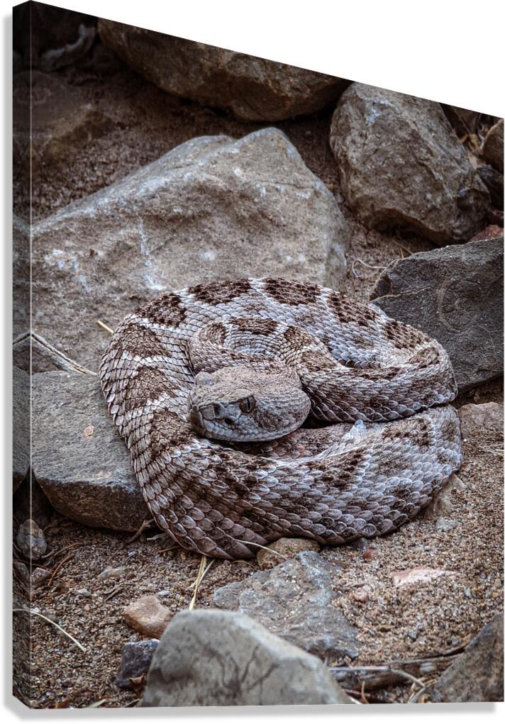 Rattle Snake Canvas Print