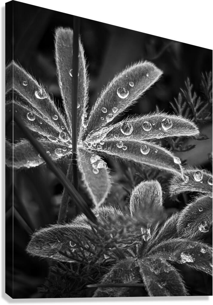 Fuzzy Rain Canvas Print