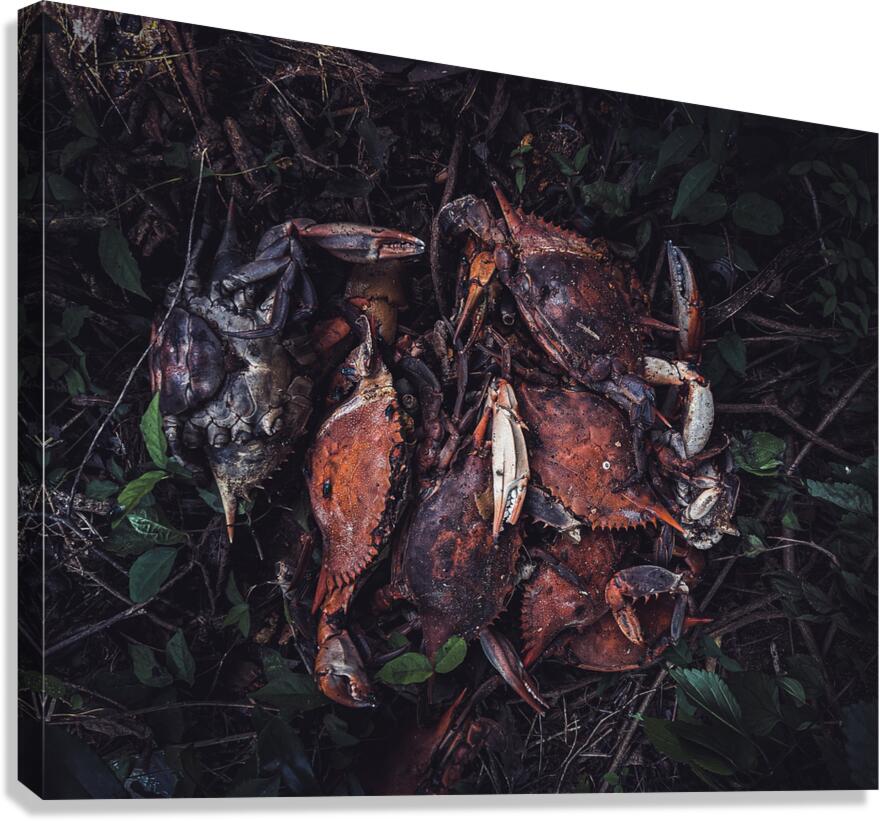 Crabs Canvas Print
