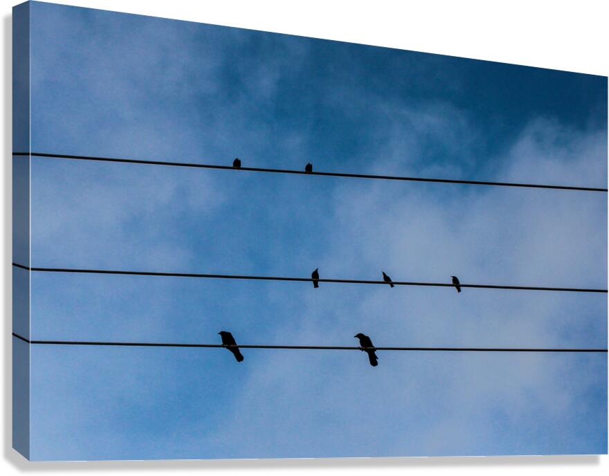 Birds on a wire Canvas Print
