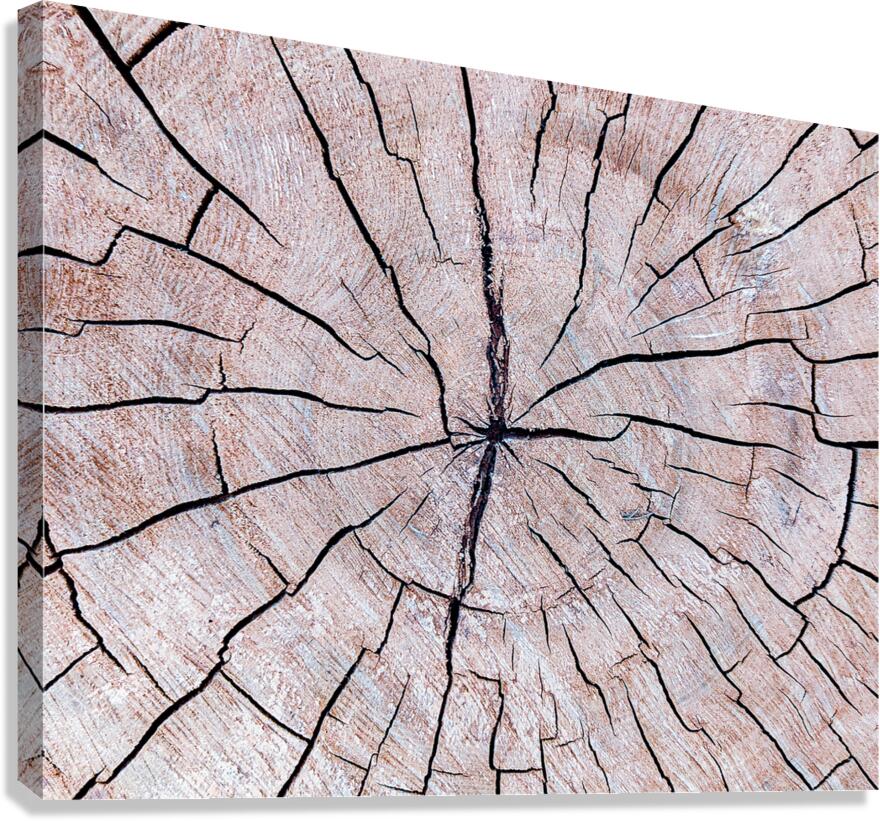 Tree Fingerprint Canvas Print