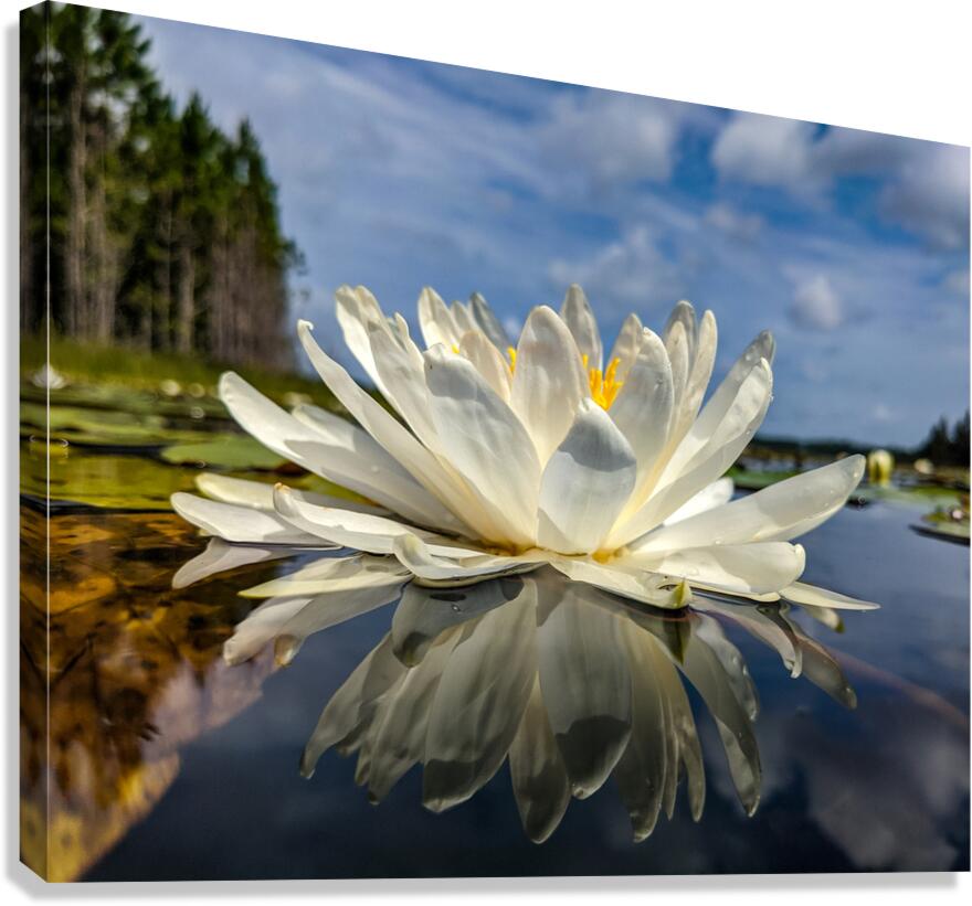 Water Lily Canvas Print