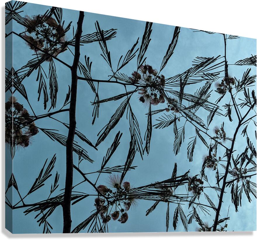 Mimosa Tree Canvas Print