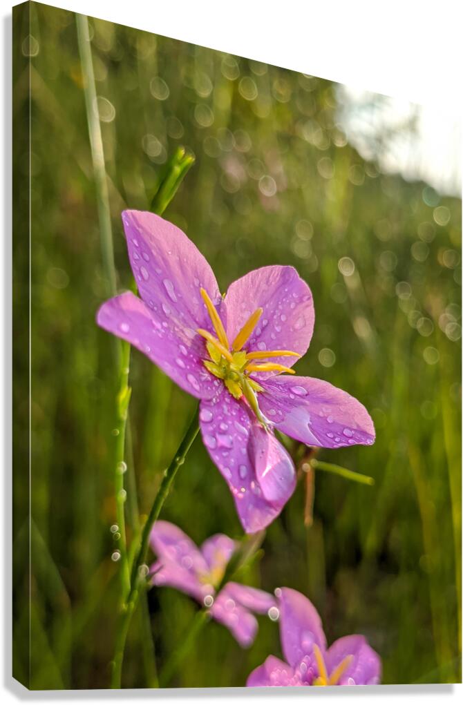 Pink Flower Canvas Print