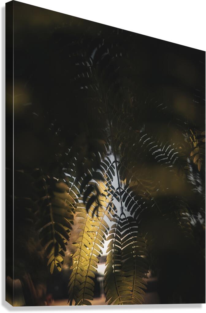 Light Fern Canvas Print