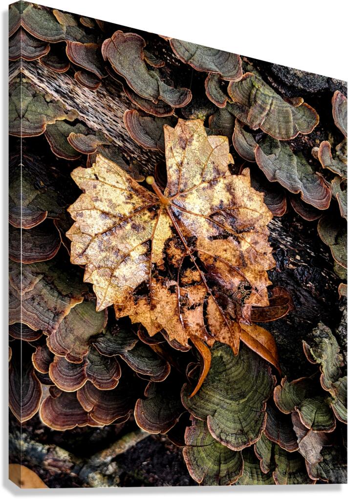 Leaf Fungus Canvas Print