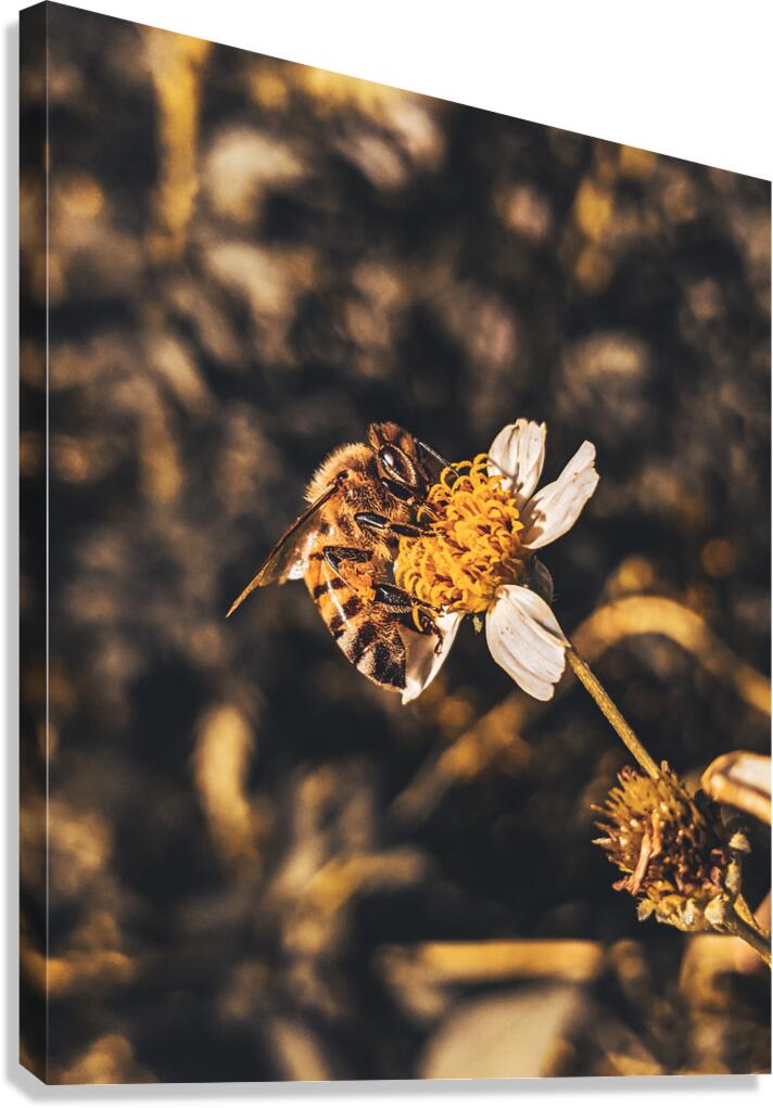 Bee Canvas Print