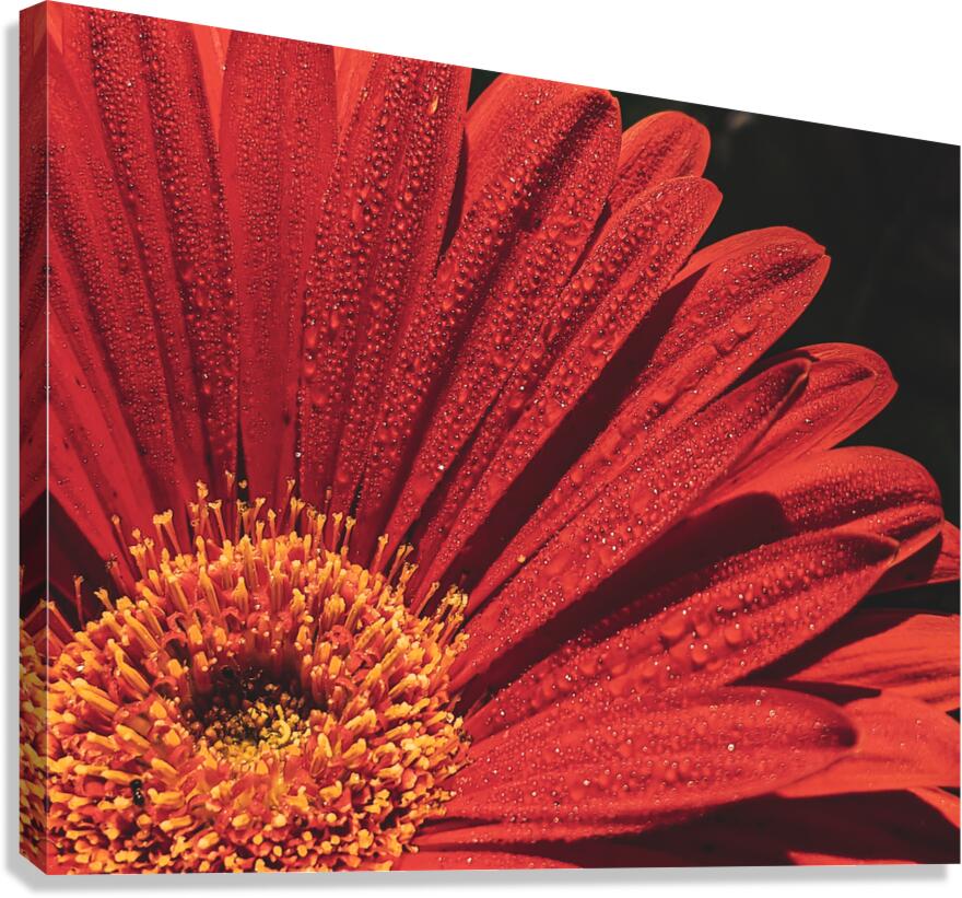 Flower Canvas Print